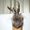Jackalope