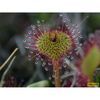 Insectivorous plants