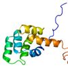 Fas receptor