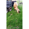Holly Brook Farm