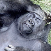 Alex Fox profile picture