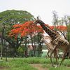 Mysore Zoo