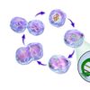 Cell cycle