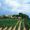 Bodegas Torres