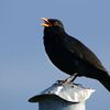 Bird vocalization
