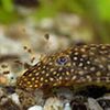 Ancistrus