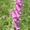 Digitalis