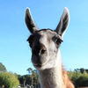 Guanaco