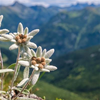 Edelweiss