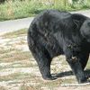 Yellowstone Bear World