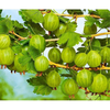Gooseberry