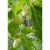 Noni