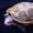 Diamondback terrapin