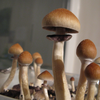 Psilocybe cubensis