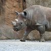 Rhinoceros