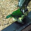 Catbird