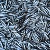 Sprat