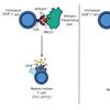 Cytotoxic T cell