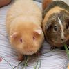 Guinea pig