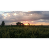 Mason Farms