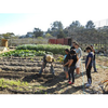 The School Farm