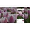 Google Lens