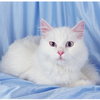 Angora cat