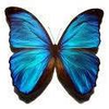 Butterflies - Haven