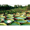 Victoria amazonica