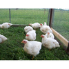 Valley View Organic Farm
