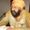 Khushwant Singh