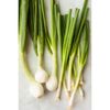 Spring Onion