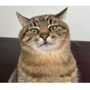 Renat Badoev profile picture