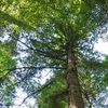 The Tree Register
