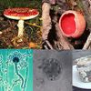 Fungus