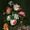 Anna Ruysch