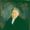 Franz Anton Ries