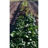 River Bottom Farms