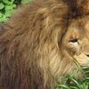 Niabi Zoo