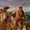 Allegories (Bellini)