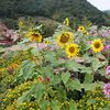 Pocheon