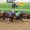 Thoroughbred horse racing