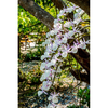Wild Orchid