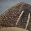 Walrus