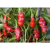 Peter Pepper