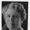 Frances Densmore