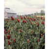 Clagett Farm