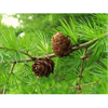 Larch