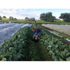 Red Wagon Farm