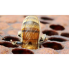 Butts Bees, LLC
